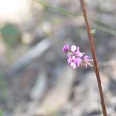 Indigofera australis subsp. australis (Australian Indigo) at Kowen, ACT - 29 Oct 2021 by natureguy