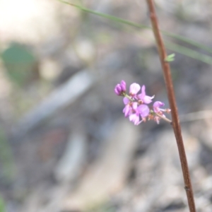 Indigofera australis subsp. australis at Kowen, ACT - 29 Oct 2021 01:46 PM