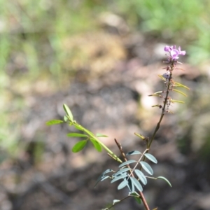 Indigofera australis subsp. australis at Kowen, ACT - 29 Oct 2021 01:46 PM