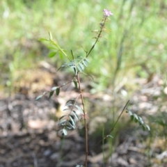 Indigofera australis subsp. australis at Kowen, ACT - 29 Oct 2021 01:46 PM