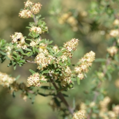 Pomaderris angustifolia (Pomaderris) at Kowen, ACT - 29 Oct 2021 by natureguy