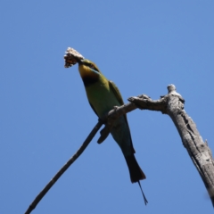 Merops ornatus (Rainbow Bee-eater) at Uriarra Recreation Reserve - 21 Dec 2021 by jb2602