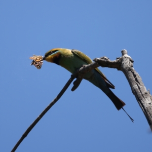 Merops ornatus at Stromlo, ACT - 21 Dec 2021