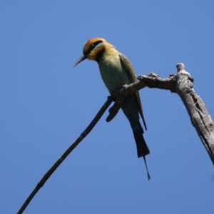 Merops ornatus at Stromlo, ACT - 21 Dec 2021