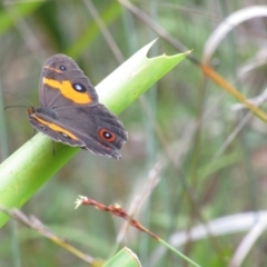 Tisiphone abeona (Varied Sword-grass Brown) at South Durras, NSW - 22 Dec 2021 by Birdy