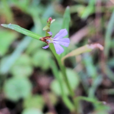 Lobelia anceps (Angled Lobelia) at Bournda, NSW - 19 Dec 2021 by KylieWaldon