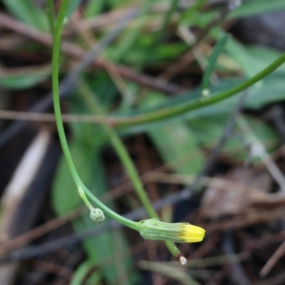 Hypochaeris glabra (Smooth Catsear) at Bournda, NSW - 20 Dec 2021 by KylieWaldon