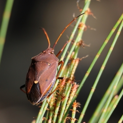 Poecilometis parilis (Two-dots Gum Tree Shield Bug) at Bournda, NSW - 19 Dec 2021 by KylieWaldon