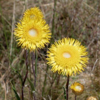 Podolepis jaceoides (Showy Copper-wire Daisy) at Tennent, ACT - 14 Dec 2021 by DPRees125