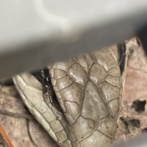 Tiliqua scincoides scincoides at Numeralla, NSW - 22 Dec 2021