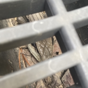 Tiliqua scincoides scincoides at Numeralla, NSW - 22 Dec 2021