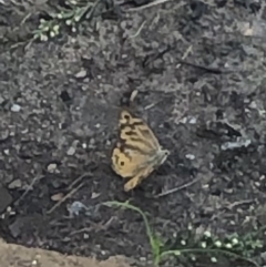 Heteronympha merope (Common Brown Butterfly) at Belconnen, ACT - 22 Dec 2021 by Dora