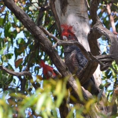 Callocephalon fimbriatum (Gang-gang Cockatoo) at Greenleigh, NSW - 15 Dec 2021 by LyndalT