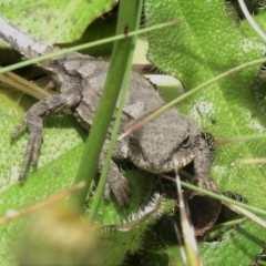 Rankinia diemensis (Mountain Dragon) at Cotter River, ACT - 22 Dec 2021 by JohnBundock