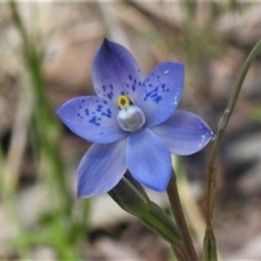 Thelymitra simulata (Graceful Sun-orchid) at Cotter River, ACT - 22 Dec 2021 by JohnBundock
