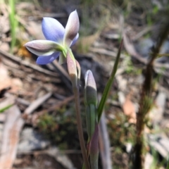 Thelymitra simulata at Cotter River, ACT - 22 Dec 2021