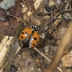 Hippodamia variegata (Spotted Amber Ladybird) at Higgins, ACT - 19 Dec 2021 by AlisonMilton