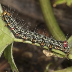 Phalaenoides glycinae (Grapevine Moth) at Higgins, ACT - 18 Dec 2021 by AlisonMilton