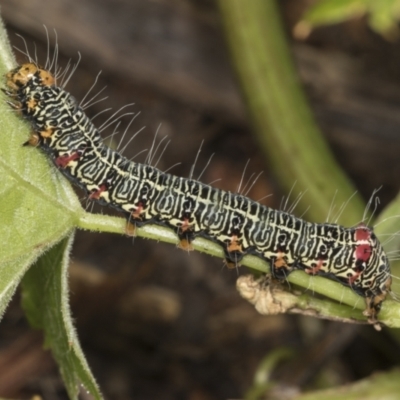 Phalaenoides glycinae (Grapevine Moth) at Higgins, ACT - 19 Dec 2021 by AlisonMilton