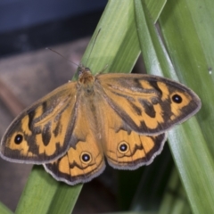 Heteronympha merope (Common Brown Butterfly) at Higgins, ACT - 20 Dec 2021 by AlisonMilton