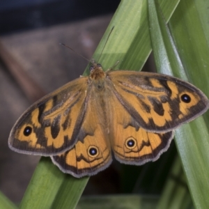 Heteronympha merope at Higgins, ACT - 20 Dec 2021 06:14 AM