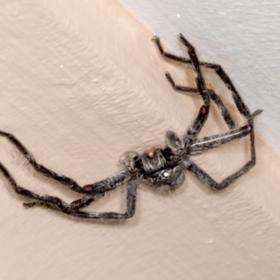 Isopeda canberrana (Canberra Huntsman Spider) at Higgins, ACT - 19 Dec 2021 by AlisonMilton