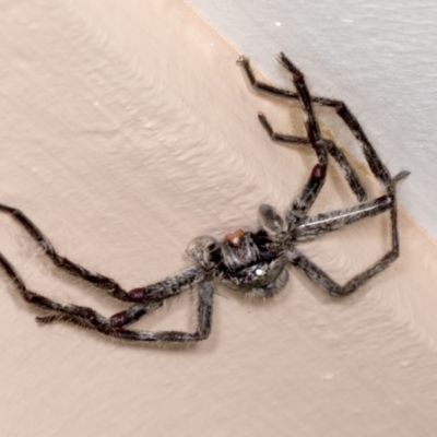 Isopeda canberrana (Canberra Huntsman Spider) at Higgins, ACT - 20 Dec 2021 by AlisonMilton