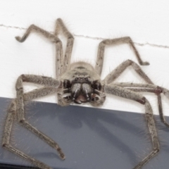 Isopeda canberrana (Canberra Huntsman Spider) at Higgins, ACT - 21 Dec 2021 by AlisonMilton