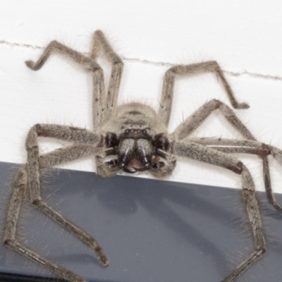 Isopeda canberrana (Canberra Huntsman Spider) at Higgins, ACT - 21 Dec 2021 by AlisonMilton