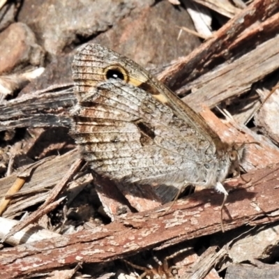 Geitoneura klugii (Marbled Xenica) at Cotter River, ACT - 22 Dec 2021 by JohnBundock