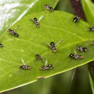 Parapalaeosepsis plebeia (Ant fly) at Higgins, ACT - 22 Dec 2021 by AlisonMilton