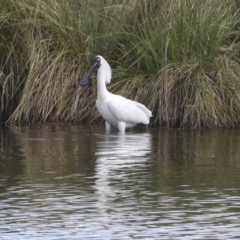 Platalea regia (Royal Spoonbill) at Dunlop, ACT - 7 Dec 2021 by AlisonMilton