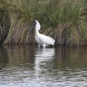 Platalea regia at Dunlop, ACT - 7 Dec 2021