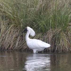 Platalea regia at Dunlop, ACT - 7 Dec 2021