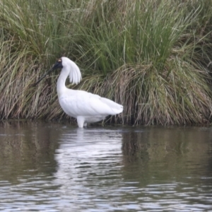 Platalea regia at Dunlop, ACT - 7 Dec 2021