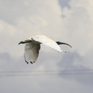 Threskiornis molucca at Dunlop, ACT - 7 Dec 2021