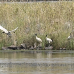 Threskiornis molucca at Dunlop, ACT - 7 Dec 2021