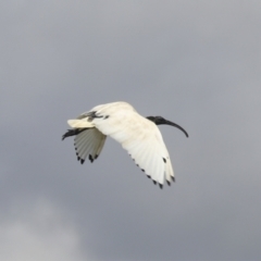 Threskiornis molucca at Dunlop, ACT - 7 Dec 2021