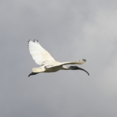 Threskiornis molucca at Dunlop, ACT - 7 Dec 2021