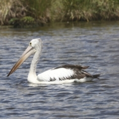 Pelecanus conspicillatus (Australian Pelican) at Dunlop, ACT - 7 Dec 2021 by AlisonMilton