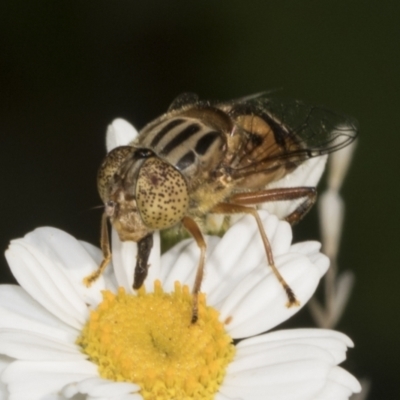 Eristalinus (genus) (A Hover Fly) at Higgins, ACT - 22 Dec 2021 by AlisonMilton