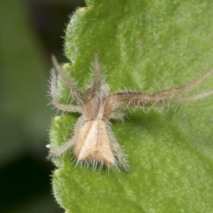 Sidymella hirsuta at Higgins, ACT - 22 Dec 2021