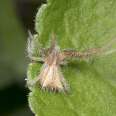 Sidymella hirsuta (Hairy crab spider) at Higgins, ACT - 22 Dec 2021 by AlisonMilton