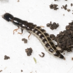 Staphylinidae (family) (Rove beetle) at Higgins, ACT - 21 Dec 2021 by AlisonMilton