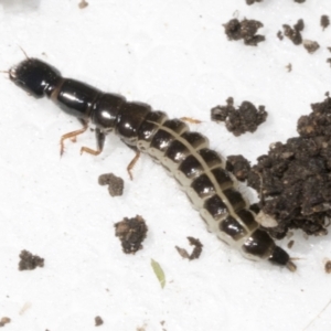 Staphylinidae (family) at Higgins, ACT - 22 Dec 2021