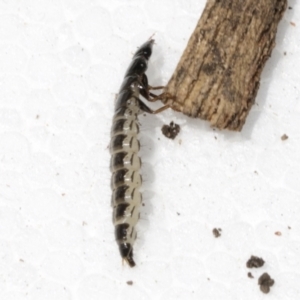 Staphylinidae (family) at Higgins, ACT - 22 Dec 2021