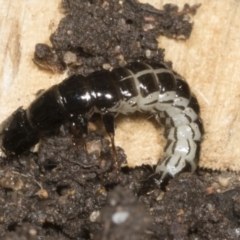 Staphylinidae (family) at Higgins, ACT - 22 Dec 2021