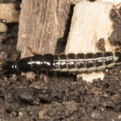 Staphylinidae (family) at Higgins, ACT - 22 Dec 2021