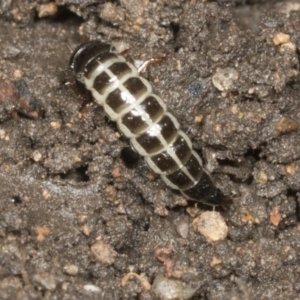 Staphylinidae (family) at Higgins, ACT - 22 Dec 2021