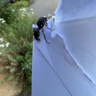 Bothriomutilla rugicollis (Mutillid wasp or velvet ant) at Murrumbateman, NSW - 21 Dec 2021 by SimoneC